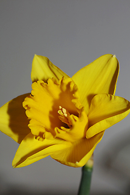 포토 JPG 해외이미지 식물 라이프스타일 계절 가구 잎 꽃무늬 탁자 휴식 아파트 주택 실내 취미 사람없음 내부 목재 장식 초록색 빛 농장 노란색 우주 정원 흙 봄 방 회색 성장 흰색 시골 커튼 고급 다발 삽 수선화 땅바닥 목록 터키석 세련 안락 해외포토 나무 꽃 컬러 생활용품 컨셉 무늬 농업 재료 바닥 건물 생활 보석 파일형식 이미지허브