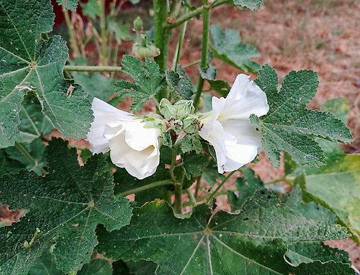 포토 JPG 해외이미지 식물 계절 꽃잎 꽃 야생동물 분홍색 백그라운드 잎 꽃무늬 자연 사람없음 장식 초록색 컬러풀 약 장미 정원 보라색 벚꽃 흰색 개화 허브 원예 꽃가루 내추럴 아욱 해외포토 동물 컬러 무늬 의학 취미 가루 생태계 파일형식 이미지허브