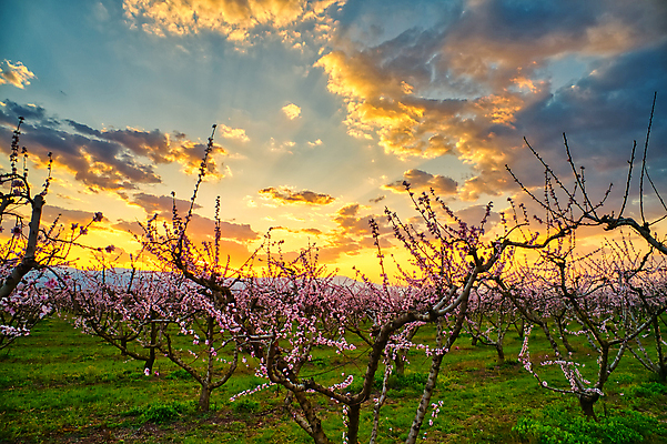 포토 JPG 해외이미지 나무 식물 계절 꽃 분홍색 밭 농업 오렌지 자연 하늘 안테나 풍경 사람없음 컬러풀 농장 일출 환경 정원 맑음 일몰 놀람 봄 수확 성장 벚꽃 시골 개화 시원함 과수원 땅 복고 복숭아 드론 밭일 줄서기 천도복숭아 파스텔톤 해외포토 감정 산업 컬러 과일 통신 모션 날씨 표정 노을 생태계 파일형식 이미지허브