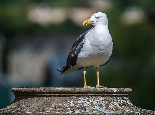 포토 JPG 해외이미지 야생동물 벽 날개 갈매기 사람없음 목욕 기둥 닫기 깃털 부리 해외포토 동물 건축 모션 조류 청결 파일형식 이미지허브