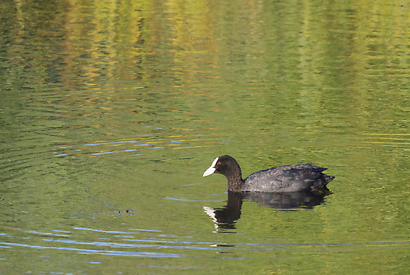 포토 JPG 해외이미지 동물 호수 야생동물 음식 백그라운드 가족 자연 조류 오리 병아리 성인 사람없음 빨간색 초록색 물 강 검은색 수영 치킨 봄 흰색 아기 연못 닫기 깃털 부리 물새 내추럴 동물상 해외포토 자연요소 계절 컬러 관계 모션 사람 조형물 수상스포츠 생태계 닭고기요리 파일형식 이미지허브