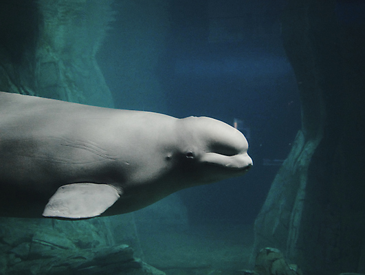 포토 JPG 해외이미지 동물 응시 야생동물 바다 과학 포유류 자연 어류 미소 사람없음 물 파란색 친구 평화 환경 얼음 수중 수영 흰색 시골 남극 북극 고래 다이빙 꼬리 러시아 탱크 소금 태평양 수족관 멸종 발렌시아 해외포토 자연요소 시선 유럽 컬러 컨셉 관계 표정 수중동물 수상스포츠 극지방 생태계 수중스포츠 파일형식 이미지허브