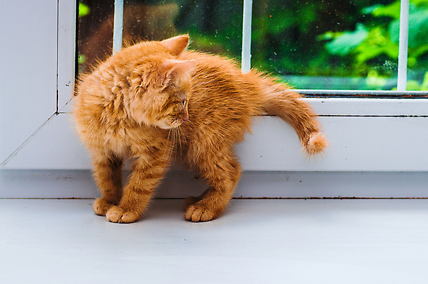 포토 JPG 해외이미지 동물 1 응시 오렌지 창문 포유류 주택 털 사람없음 내부 빨간색 초록색 빛 반려동물 태양 머리카락 귀여움 고양이 방 흰색 시골 아기 달콤 작음 모피 꼬리 솜털 생강 고립 해외포토 자연요소 시선 컬러 컨셉 채소 과일 사람 건물 머리 맛 크기 파일형식 이미지허브