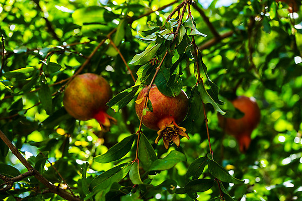 포토 JPG 해외이미지 주간 사람없음 야외 아웃포커스 석류 석류나무 해외포토 자연요소 나무 과일 촬영기법 파일형식 이미지허브