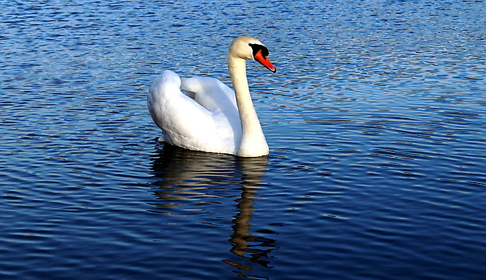 포토 JPG 해외이미지 동물 공원 호수 야생동물 날개 오렌지 자연 조류 사람없음 야외 목재 물 반사 수영 흰색 깃털 부리 백조 해외포토 자연요소 나무 공공시설 컬러 과일 재료 수상스포츠 생태계 파일형식 이미지허브