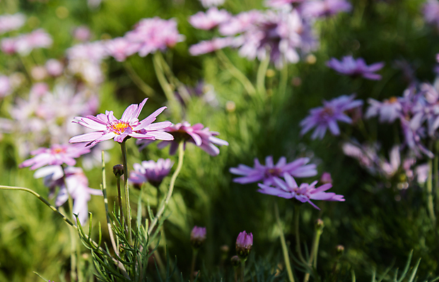 포토 JPG 해외이미지 식물 디자인 꽃잎 꽃 꽃다발 잎 꽃무늬 패턴 자연 휴식 국화 사람없음 장식 초록색 여름 컬러풀 귀여움 정원 봄 벚꽃 가을 흰색 나뭇가지 신선 닫기 달콤 내추럴 해외포토 나무 계절 컬러 컨셉 무늬 모션 맛 생태계 파일형식 이미지허브