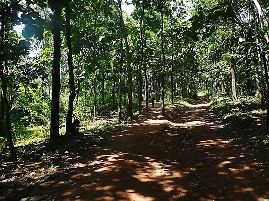 포토 JPG 해외이미지 나무 식물 공원 길 백그라운드 밭 인터넷 벤치 우산 가족 코끼리 동물원 관리 서기 사람 앉기 사람없음 야외 초록색 울타리 태양 방 그룹 숲 큼 그늘 기린 먼지 얼룩말 지역 고립 땅바닥 삼림지대 많음 해외포토 자연요소 공공시설 컬러 컨셉 농업 의자 포유류 관계 모션 바닥 담장 말_동물 크기 파일형식 이미지허브