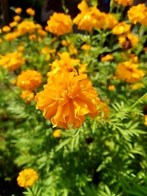 포토 JPG 해외이미지 식물 계절 꽃잎 꽃 결혼 백그라운드 꽃무늬 밭 오렌지 사람없음 장식 초록색 컬러풀 노란색 머리 정원 봄 활발 벚꽃 개화 황금 허브 땀 냄새 불쾌함 악취 내추럴 고립 해외포토 감정 컬러 컨셉 무늬 농업 과일 이벤트 신체부위 파일형식 이미지허브