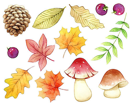 JPG 해외이미지 식물 단풍 잎 일러스트 붓터치 수채화 사람없음 버섯 그림 번짐 솔방울 해외일러스트 파일형식 효과 이미지허브