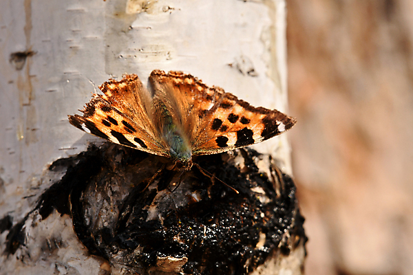 포토 JPG 해외이미지 동물 나비 곤충 자연 사람없음 딱정벌레 생물학 해외포토 교육 생태계 파일형식 이미지허브