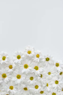 포토 JPG 해외이미지 식물 디자인 꽃잎 꽃 결혼 백그라운드 컨셉 꽃무늬 패턴 자연 벽지 추상 휴가 프레임 미술 사람없음 장식 여름 컬러풀 새싹 봄 벚꽃 흰색 직물 인사 원형 플랫 정상 꽃집 유기농 질감 데이지 위치 내추럴 캐모마일 카피스페이스 미니멀 해외포토 도형 웰빙 계절 컬러 무늬 문화예술 이벤트 상점 공백 예절 허브 생태계 파일형식 이미지허브