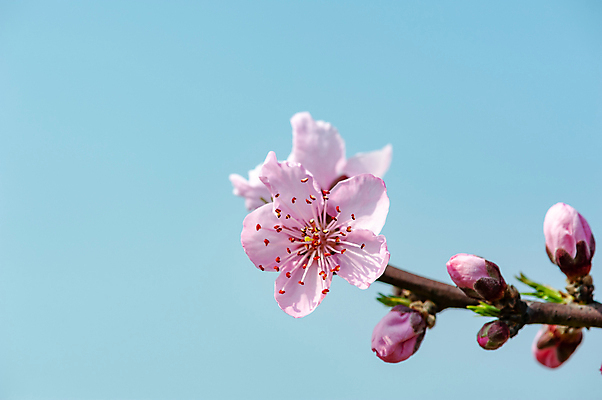 포토 JPG 해외이미지 나무 식물 전통 디자인 계절 꽃 아시아 문화 분홍색 자연 하늘 휴가 산 동양인 사람없음 장식 초록색 파란색 컬러풀 평화 축제 중국 봄 벚꽃 신선 화려 개화 우아함 달콤 복숭아 내추럴 해외포토 나라 컬러 컨셉 과일 인종 맛 생태계 파일형식 이미지허브