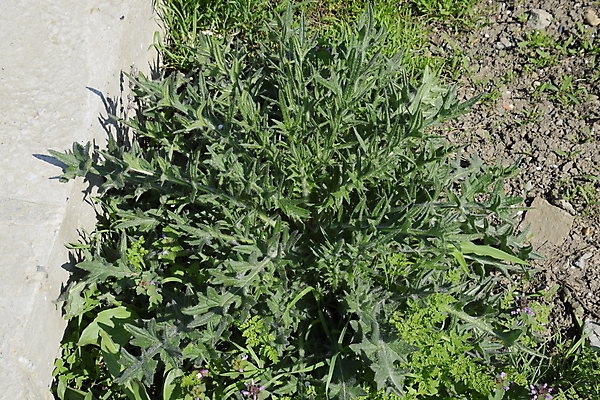 포토 JPG 해외이미지 식물 꽃잎 꽃 분홍색 자연 건강 사람없음 야외 가로 빨간색 초록색 약 머리 정원 맑음 보라색 활발 우유 벚꽃 못 약초 허브 언덕 꽃가루 꿀 엉겅퀴 내추럴 면역력 해외포토 컬러 컨셉 의학 날씨 유제품 신체부위 공구 풀_식물 가루 생태계 파일형식 이미지허브