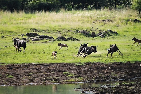 포토 JPG 해외이미지 동물 호수 야생동물 여행 포유류 아프리카 자연 휴가 사람없음 야외 물 달리기 군중 사파리 속도 송아지 해외포토 자연요소 나라 새끼 모션 사람 소 생태계 파일형식 이미지허브