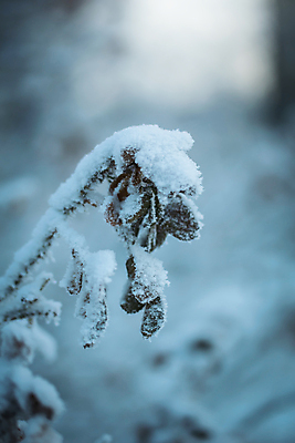 포토 JPG 해외이미지 식물 계절 백그라운드 겨울 자연 건조 사람없음 야외 얼음 추위 백발 흰색 나뭇가지 눈송이 12월 질감 서리 1월 내추럴 2월 시베리아 눈내림 해외포토 자연요소 나무 헤어스타일 컬러 눈_날씨 날짜 생태계 파일형식 이미지허브