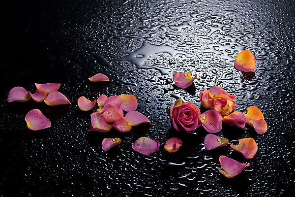 포토 JPG 해외이미지 식물 여자 꽃잎 꽃 백그라운드 꽃무늬 패턴 자연 기념 사랑 사람없음 장식 빨간색 장미 벚꽃 신선 그룹 유기농 질감 냄새 부드러움 흙더미 내추럴 고립 해외포토 웰빙 감정 컬러 무늬 사람 흙 감각 생태계 파일형식 더미 이미지허브