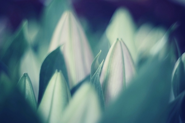 포토 JPG 해외이미지 식물 디자인 꽃 백그라운드 패턴 일러스트 자연 벽지 추상 미술 사람없음 장식 초록색 파란색 빛 컬러풀 묘사 질감 그런지 효과 해외일러스트 컬러 무늬 문화예술 생태계 파일형식 이미지허브