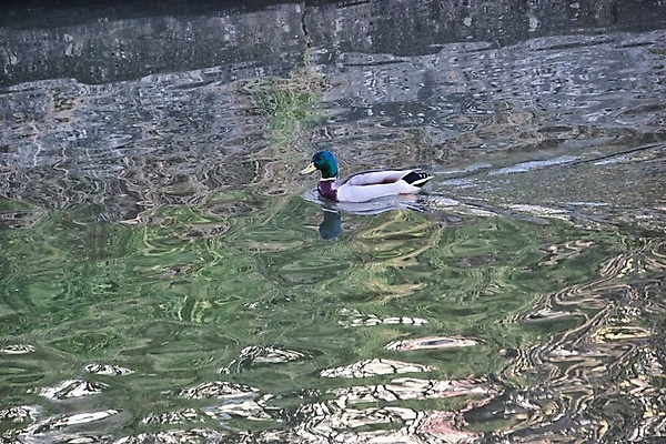 포토 JPG 해외이미지 동물 조류 사람없음 봄 화창 해외포토 계절 날씨 파일형식 이미지허브