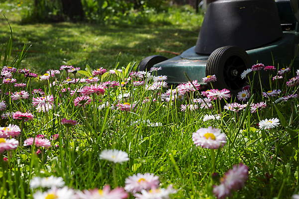 포토 JPG 해외이미지 식물 직업 계절 꽃 분홍색 컨셉 밭 자연 주택 잔디 사람없음 야외 초록색 여름 정원 기계 봄 장비 성장 흰색 공구 업무 자르기 서비스 원예 조경 손질 유지 다듬기 돌봄 뒤뜰 땅바닥 원예사 커터 해외포토 컬러 농업 모션 바닥 취미 건물 도구 작업 생태계 파일형식 이미지허브