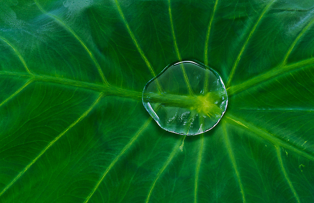 포토 JPG 해외이미지 식물 백그라운드 잎 자연 코끼리 사람없음 초록색 정원 봄 활발 성장 흰색 큼 유기농 귀 고립 이국적 해외포토 웰빙 계절 컬러 컨셉 포유류 신체부위 크기 생태계 파일형식 이미지허브
