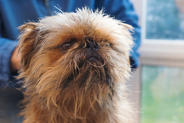 포토 JPG 해외이미지 한마리 실내 한명 상반신 성인 사람없음 앞모습 반려동물 개 돌봄 애견미용 성인한명만 해외포토 동물 1 뷰포인트 포유류 모션 사람 내부 뷰티 성인만 파일형식 이미지허브