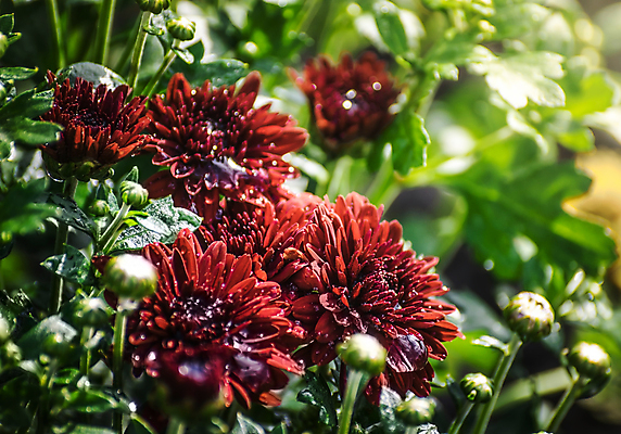 포토 JPG 해외이미지 식물 계절 꽃잎 꽃 꽃다발 백그라운드 잎 꽃무늬 자연 국화 사람없음 장식 빨간색 초록색 컬러풀 머리 맑음 보라색 젖음 신선 떨어짐 소프트포커스 빗방울 자연백그라운드 해외포토 컬러 컨셉 무늬 날씨 촬영기법 신체부위 비_날씨 생태계 파일형식 이미지허브