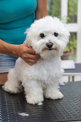포토 JPG 해외이미지 여자 탁자 실내 한명 상반신 성인 앞모습 반려동물 개 테리어 돌봄 애견미용 애견미용사 성인여자한명만 해외포토 동물 1 뷰포인트 가구 포유류 모션 사람 내부 뷰티 미용사 여자한명만 성인여자만 파일형식 이미지허브