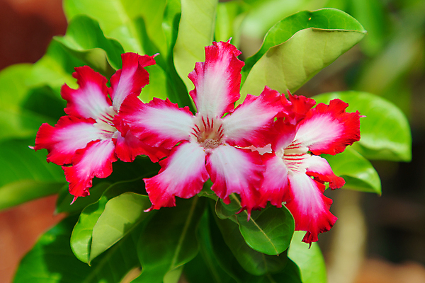 포토 JPG 해외이미지 나무 식물 디자인 공원 꽃잎 꽃 분홍색 백그라운드 잎 꽃무늬 자연 동양인 사람없음 빨간색 초록색 컬러풀 장미 정원 봄 사막 성장 벚꽃 신선 개화 진달래 내추럴 거짓 고립 해외포토 계절 공공시설 컬러 무늬 인종 생태계 파일형식 이미지허브