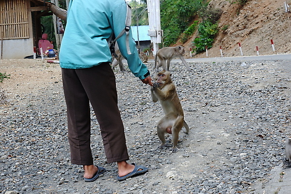 포토 JPG 해외이미지 나무 동물 응시 공원 아시아 얼굴 야생동물 음식 여행 포유류 가족 자연 털 동물원 앉기 동양인 사람없음 야외 초록색 갈색 회색 원숭이 표현 아기 숲 작음 먹기 꼬리 인도네시아 서식지 유인원 동물상 해외포토 식물 시선 공공시설 나라 컬러 관계 모션 사람 인종 신체부위 조형물 크기 생태계 파일형식 이미지허브
