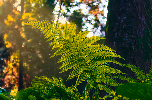 포토 JPG 해외이미지 나무 식물 공원 잎 사람없음 야외 목재 초록색 여름 빛 햇빛 태양 정원 일몰 신선 저녁 숲 양치류 그리너리 해외포토 자연요소 계절 공공시설 컬러 재료 노을 야간 파일형식 트랜드컬러 이미지허브