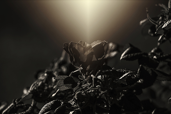 포토 JPG 해외이미지 식물 계절 꽃잎 잎 날씨 따뜻함 사람없음 여름 컬러풀 태양 장미 벚꽃 저녁 6월 빛망울 8월 7월 해외포토 자연요소 꽃 컬러 빛 날짜 야간 파일형식 이미지허브