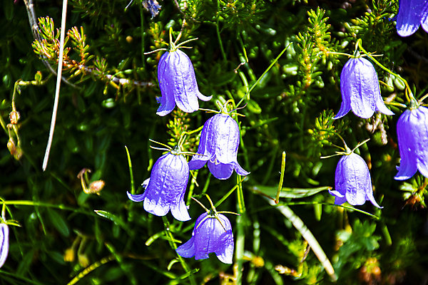 포토 JPG 해외이미지 식물 꽃잎 꽃 분홍색 잎 꽃무늬 밭 사람없음 야외 빨간색 초록색 파란색 햇빛 태양 약 우주 보라색 봄 이탈리아 등산 들꽃 벚꽃 종 그룹 닫기 클로버 허브 제비꽃 생물학 알프스 장면 강렬 효과 해외포토 자연요소 계절 교육 유럽 컬러 무늬 농업 의학 모션 트래킹 파일형식 이미지허브