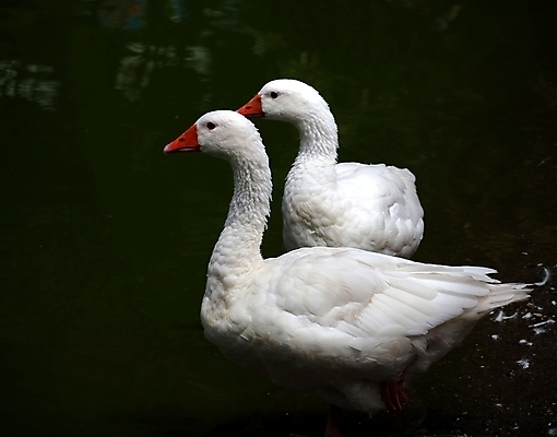 포토 JPG 해외이미지 동물 자연 조류 사람없음 야외 빨간색 물 어둠 흰색 시골 연못 쌍 깃털 부리 거위 계산서 해외포토 자연요소 컬러 생태계 파일형식 이미지허브