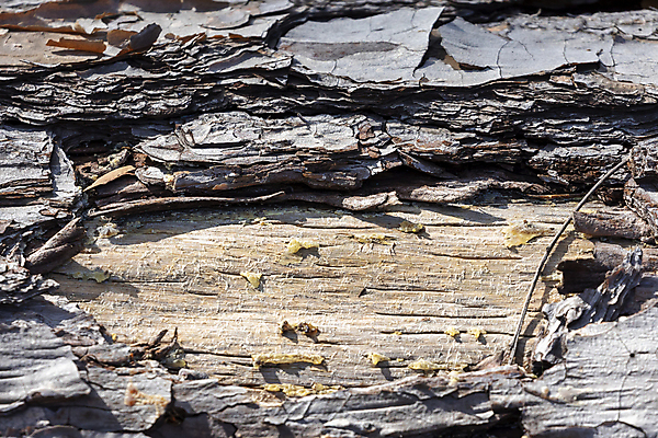 포토 JPG 해외이미지 나무 선 백그라운드 패턴 저울 사람없음 목재 갈색 손상 회색 구멍 호주 질감 나무껍질 옛날 해외포토 식물 컬러 컨셉 무늬 재료 껍질 오세아니아 파일형식 이미지허브