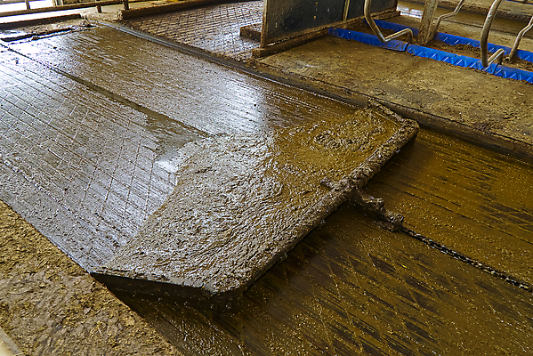 포토 JPG 해외이미지 산업 농업 사람없음 농장 소 청소 유기농 밭일 수집가 자동화 해외포토 직업 웰빙 포유류 파일형식 이미지허브