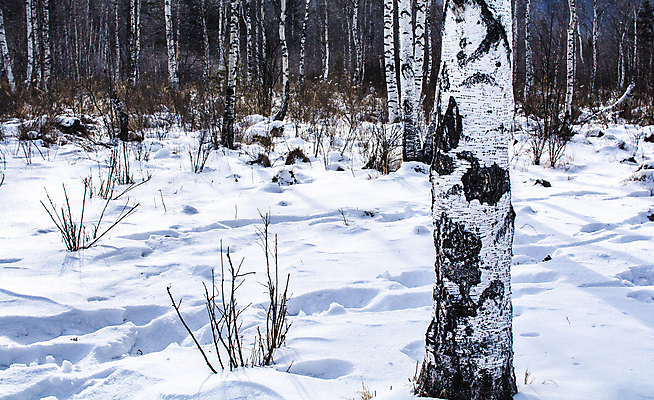 포토 JPG 해외이미지 나무 계절 겨울 자연 벽지 날씨 풍경 사람없음 야외 세로 빛 햇빛 추위 소나무 숲 부드러움 온도 해외포토 식물 태양 감각 생태계 파일형식 이미지허브