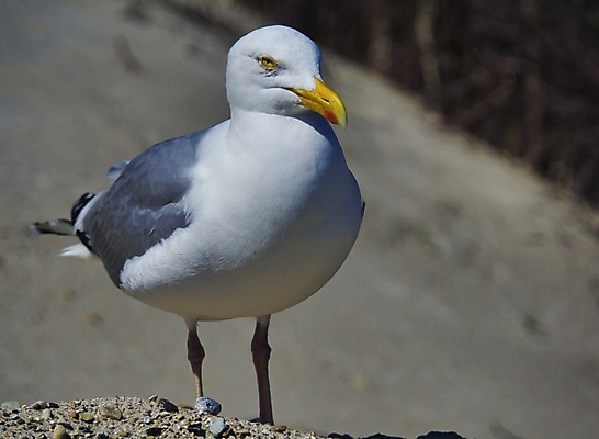 포토 JPG 해외이미지 동물 유럽 야생동물 바다 섬 날개 자연 갈매기 조류 하늘 휴가 해변 사람없음 야외 물 파란색 관광지 자유 흰색 작음 깃털 부리 북쪽 내추럴 동물상 무료 청어 해외포토 자연요소 나라 컬러 여행 컨셉 어류 조형물 크기 방향 생태계 파일형식 이미지허브