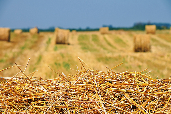 포토 JPG 해외이미지 계절 밭 농업 자연 하늘 풍경 사람없음 야외 초록색 여름 파란색 농작물 농장 노란색 수확 시골 황금 선택 볏짚 땅 밀 뭉치 밀짚 밭일 수평선 세련 해외포토 산업 컬러 컨셉 곡류 짚 생태계 파일형식 이미지허브