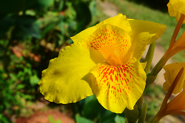 포토 JPG 해외이미지 식물 꽃잎 꽃 잎 밭 농업 오렌지 전구 자연 사람없음 야외 빨간색 초록색 물 빛 노란색 환경 정원 젖음 벚꽃 물방울 큼 허브 생태계 내추럴 강렬 취급주의 해외포토 자연요소 산업 컬러 과일 경고 크기 파일형식 이미지허브