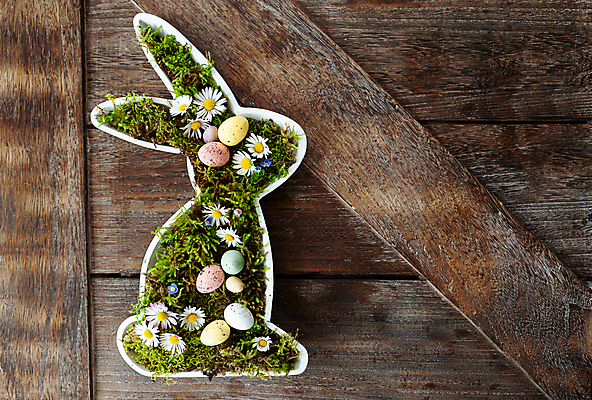 포토 JPG 해외이미지 전통 꽃 백그라운드 꽃무늬 봄꽃 자연 이끼 사람없음 목재 가로 초록색 봄 시골 토끼 데이지 부활절계란 카피스페이스 해외포토 나무 식물 계절 컬러 무늬 재료 포유류 부활절 반려동물 계란 공백 생태계 파일형식 이미지허브