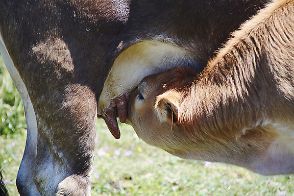 포토 JPG 해외이미지 동물 음식 2 밭 농업 자연 하늘 건강 육류 사랑 풍경 사람없음 야외 초록색 여름 파란색 햇빛 농장 농경지 갈색 가축 봄 목장 흰색 농촌 시골 아기 신선 소 군중 방목 먹기 황소 건강식 송아지 밭일 해외포토 계절 감정 산업 새끼 컬러 식재료 포유류 모션 사람 태양 축산업 생태계 파일형식 이미지허브