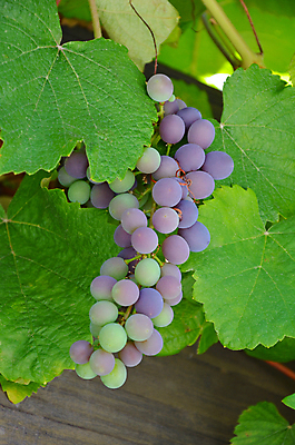 포토 JPG 해외이미지 식물 잎 농업 과일 자연 포도 사람없음 초록색 와인 정원 보라색 신선 달콤 다발 포도밭 포도나무 양조장 해외포토 산업 컬러 밭 주류 맛 과일나무 생태계 파일형식 이미지허브