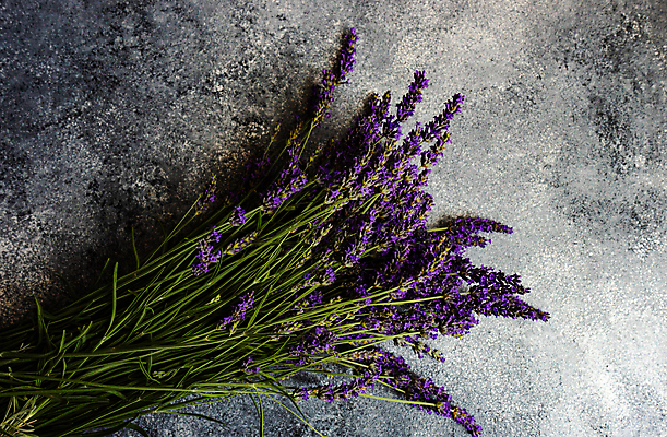 포토 JPG 해외이미지 꽃 실내 사람없음 라벤더 해외포토 식물 내부 허브 파일형식 이미지허브