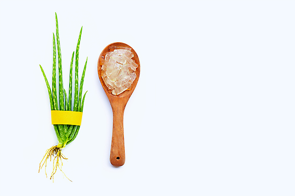 포토 JPG 해외이미지 스튜디오촬영 실내 사람없음 흰배경 알로에 해외포토 식물 백그라운드 내부 흰색 파일형식 이미지허브