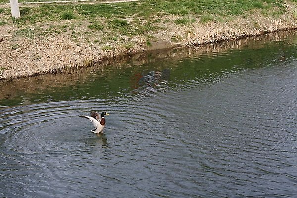 포토 JPG 해외이미지 동물 호수 백그라운드 밭 신체 비즈니스 가족 조류 오리 함께함 서기 사람 사람없음 야외 물 강 사무실 걷기 수영 연못 양 그룹 작음 큼 백조 거위 고립 다음 돌봄 해외포토 자연요소 컨셉 농업 포유류 관계 모션 수상스포츠 크기 파일형식 이미지허브