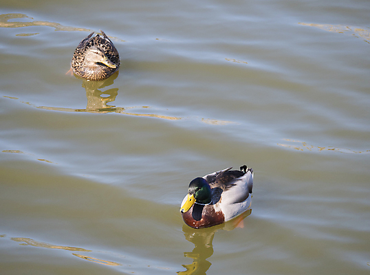 포토 JPG 해외이미지 동물 커플 공원 여자 남자 호수 야생동물 자연 조류 오리 사람없음 야외 초록색 물 반사 수영 연못 개울 깃털 먼지 물새 청둥오리 동물상 카피스페이스 해외포토 자연요소 공공시설 컬러 관계 사람 강 조형물 공백 수상스포츠 생태계 파일형식 이미지허브