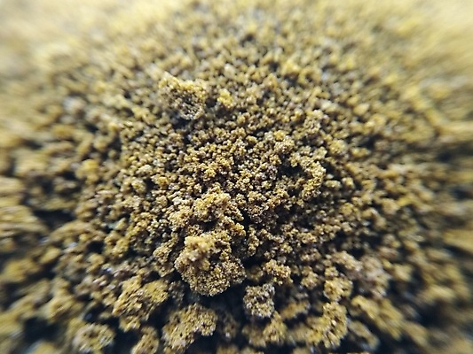 포토 JPG 해외이미지 디자인 커피 음료 음식 백그라운드 재료 아침 추상 콩 건조 씨앗 사람없음 갈색 쌓기 숟가락 검은색 어둠 카페 에너지 흰색 신선 아침식사 정상 낟알 폭발 가루 굽기 질감 날것 아로마 머리위 먼지 향 카푸치노 에스프레소 흙더미 파열 내추럴 고립 땅바닥 순간 카페인 해외포토 주간 식물 컬러 무늬 모션 곡류 바닥 수저 상점 식사 흙 구이 파일형식 더미 이미지허브