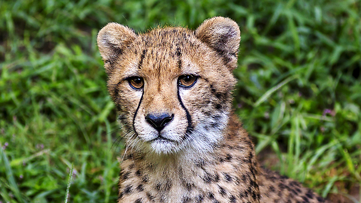 포토 JPG 해외이미지 동물 얼굴 야생동물 포유류 자연 수염 털 동물원 사람없음 머리 고양이 점 큼 사파리 속도 코 육식동물 사냥꾼 멸종 치타 해외포토 직업 신체부위 반려동물 크기 생태계 파일형식 이미지허브