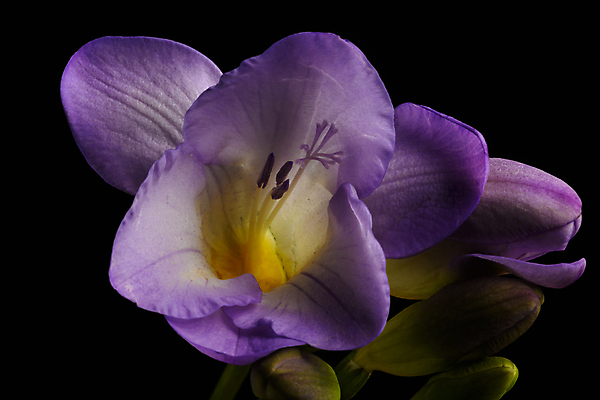 포토 JPG 해외이미지 스튜디오촬영 식물 계절 꽃잎 꽃 줄기 꽃무늬 전구 자연 검은배경 사랑 사람없음 컬러풀 사진촬영 봄 활발 개화 닫기 그림 향기 내추럴 카피스페이스 해외포토 감정 컬러 백그라운드 컨셉 무늬 모션 실내 검은색 촬영 공백 생태계 냄새 파일형식 이미지허브