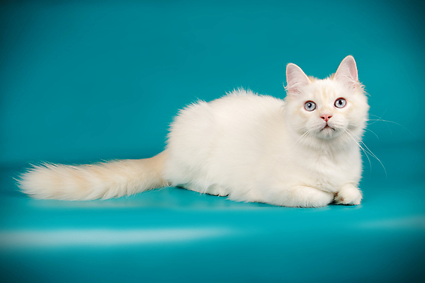 포토 JPG 해외이미지 한마리 사람없음 파란색 반려동물 고양이 네바마스커레이드 해외포토 동물 1 컬러 포유류 파일형식 이미지허브